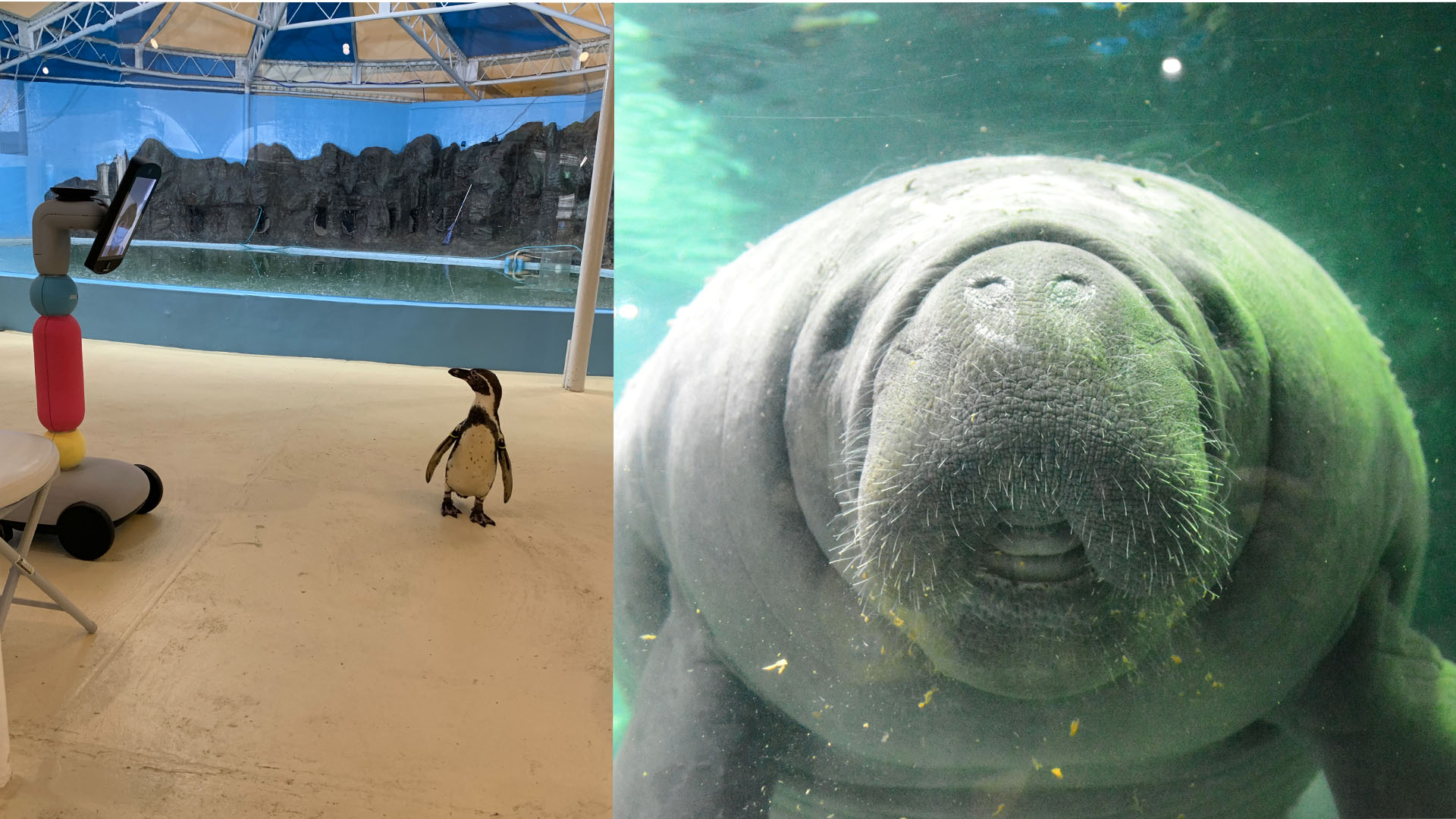 体験予約 新屋島水族館にアバターインして ペンギンやマナティーに会おう Avatarin アバターイン