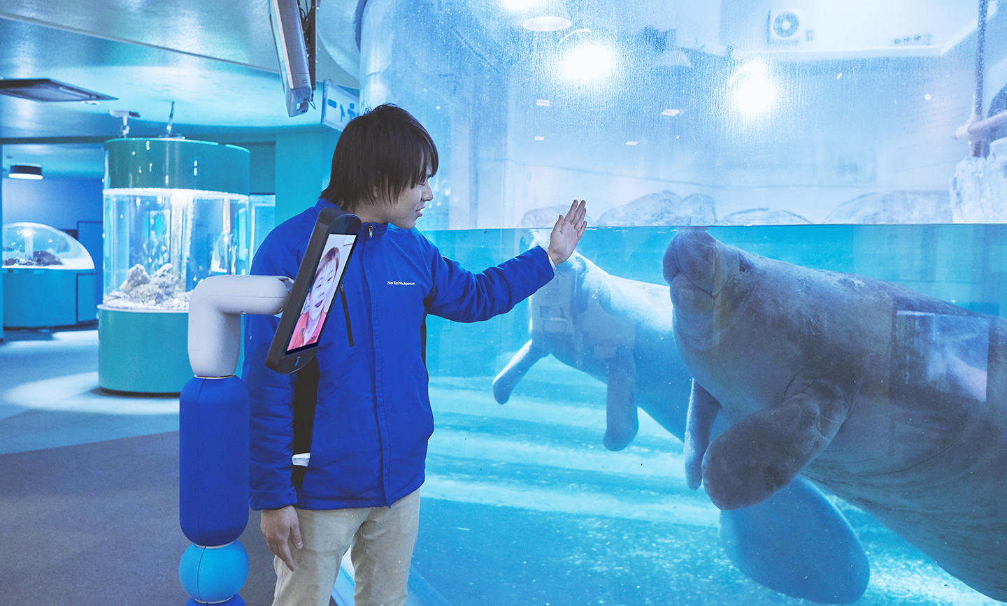 日本でも珍しい山上の水族館でアメリカマナティーに癒されよう Avatarin アバターイン